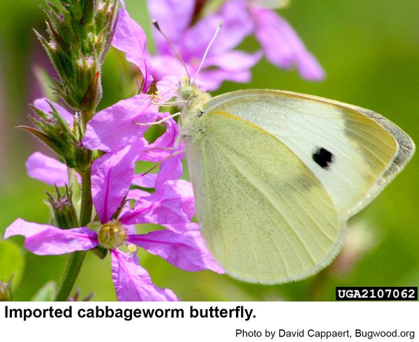 Imported cabbageworm butterflies